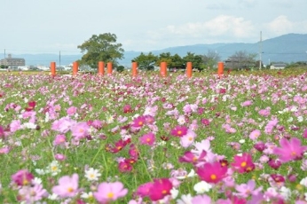 藤原宮跡