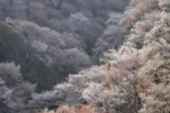 吉野山
